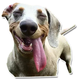 😋 chien, animal, joyeux, langue, animal de compagnie, mammifère telegram sticker