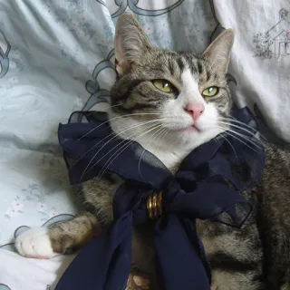 👒 Katze, Haustier, Tier, Kätzchen, Hauskatze, getigert, Schleife, Halsband whatsapp sticker