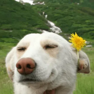 😌 hond, bloem, vrolijk, natuur, dier telegram sticker