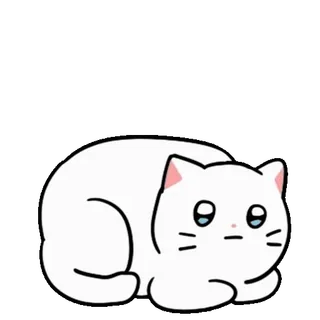 💬 gato, lindo, blanco, animal, mascota whatsapp sticker