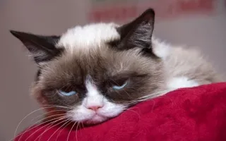 😾 Grumpy Cat Katze, grummelig, Tier, Meme, Haustier, niedlich telegram sticker
