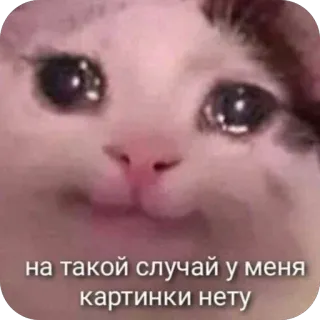 🫥 Sad Cat null на такой случай у меня картинки нету crying cat, sad cat, meme, sticker, cat telegram sticker