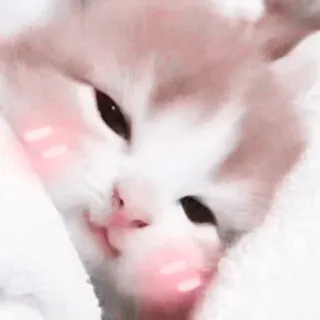🌷 kat, kitten, schattig, huisdier, dier, kawaii telegram sticker