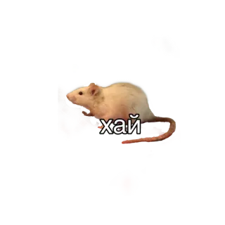 ✌ хай tikus, binatang pengerat, hewan, hewan peliharaan, imut telegram sticker