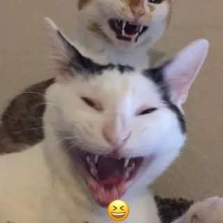 😆 cat, funny, laughing, animal, meme telegram sticker