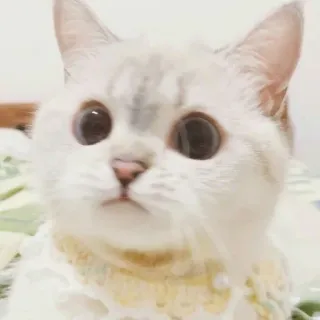 🐱 cat, animal, pet, cute, white, domestic, feline whatsapp sticker
