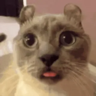😯 mèo, động vật, thú cưng, lưỡi, dễ thương telegram sticker