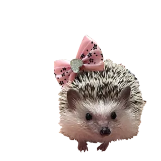😺 erizo, lindo, animal, lazo rosa, mascota, mamífero telegram sticker