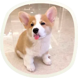 😝 корги, собака, щенок, милый, животное, питомец, вельш корги telegram sticker