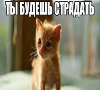 🤑 ТЫ БУДЕШЬ СТРАДАТЬ cat, kitten, meme, funny, you will suffer, cute, animal whatsapp sticker