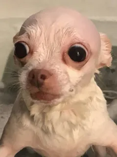 😳 perro, chihuahua, sin pelo, animal, mascota, cachorro, lindo telegram sticker