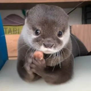 🐾 loutre, animal, mignon, faune, mammifère whatsapp sticker