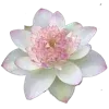 🌸
