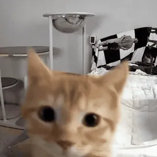 😁 cat, pet, animal, orange cat, domestic cat, feline whatsapp sticker