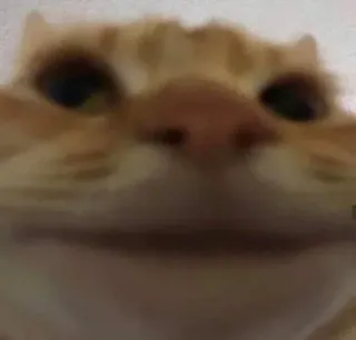 🙂 猫, オレンジ猫, ミーム, 面白い, 動物, ペット telegram sticker