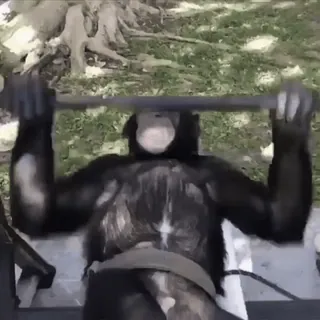 😀 chimpanzé, animal, treino, engraçado, macaco, exercício, musculação whatsapp sticker