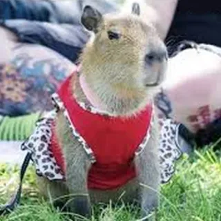 💅 Capybara, Tier, süß, Nagetier, Haustier, Kleid whatsapp sticker