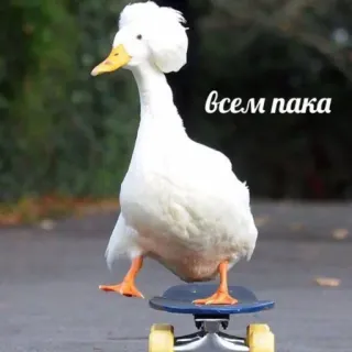 👋 всем пока duck, skateboard, animal, bird, skateboarding, greeting whatsapp sticker
