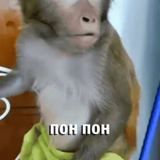 🐵 ПОН ПОН macaco, animal, texto, russo whatsapp sticker