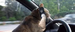 🎃 gato, dirigindo, carro, animal, humor, engraçado, animal de estimação whatsapp sticker