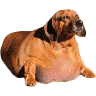😢 cane, bassotto, animale, animale domestico, marrone, cane salsiccia telegram sticker