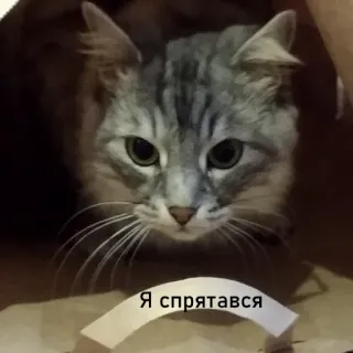🤐 Я спрятался cat, hiding, russian, animal, pet telegram sticker