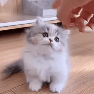🙂 kitten, cat, cute, pet, animal, fluffy, domestic animal whatsapp sticker