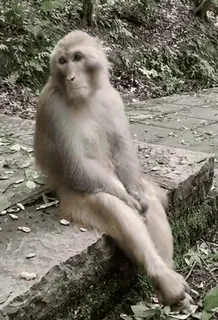 🐵 원숭이, 동물, 영장류, 야생 동물, 자연 telegram sticker
