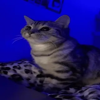👀 кошка, животное, питомец, домашняя кошка, кошачий, млекопитающее whatsapp sticker
