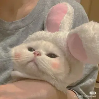 🐱 猫, うさぎ, かわいい, ペット, 動物, 耳 telegram sticker