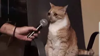 😩 gato, micrófono, triste, entrevista, animal, naranja telegram sticker