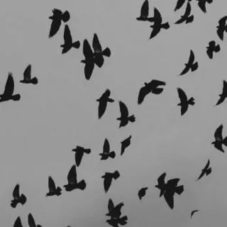 🤍 Vögel, Vogelschwarm, Himmel, Natur, Flug, fliegend telegram sticker