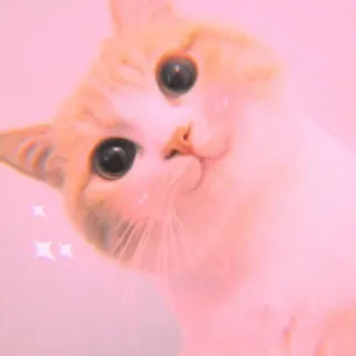🐾 Katze, Kätzchen, süß, Haustier, Tier, Hauskatze, Katzenartig whatsapp sticker