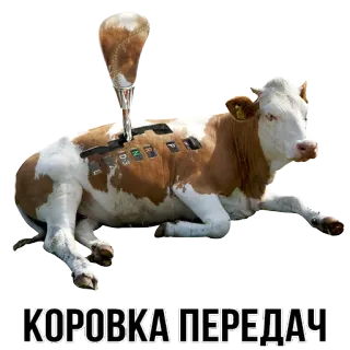 🐮 КОРОВКА ПЕРЕДАЧ cow, car, gearbox, animal, vehicle, funny, meme whatsapp sticker
