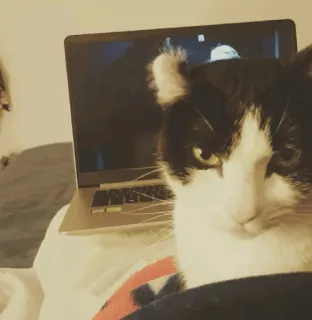 🐱 gato, laptop, animal, animal de estimação, animal doméstico, felino telegram sticker