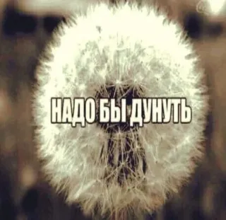 😍 НАДО БЫ ДУНУТЬ dandelion, wish, seed, nature, flower telegram sticker