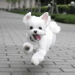 🏙 Hund, Welpe, weiß, laufend, süß, glücklich whatsapp sticker