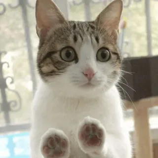 🐈 แมว, สัตว์, น่ารัก, สัตว์เลี้ยง, สัตว์ตระกูลแมว, สัตว์เลี้ยง telegram sticker
