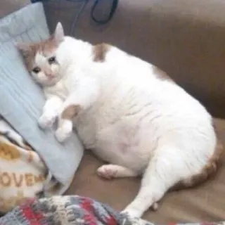 😂 gatto, triste, depresso, animale, animale domestico telegram sticker