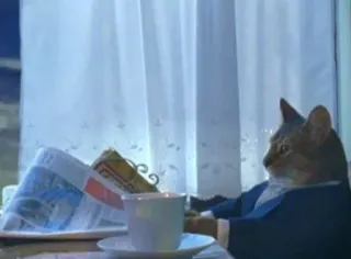 📚 gatto, completo, caffè, meme, seduto, giornale telegram sticker