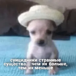 😆 суицидники странные существа... чем их больше, тем их меньше หมา, ชิวาวา, หมวก, น่ารัก, สัตว์, สัตว์เลี้ยง, ตลก telegram sticker