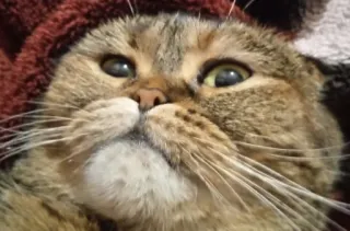 🤨 gato, animal, gato doméstico, animal de estimação, mamífero telegram sticker