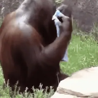 🙈 animal, singe, orang-outan, serviette, zoo telegram sticker