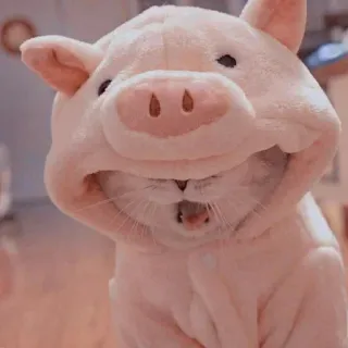 ❤️ cat, pig, cute, animal, pet, funny, costume telegram sticker