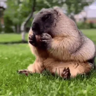 🦫 Steppe Marmot Allan Marmot telegram sticker