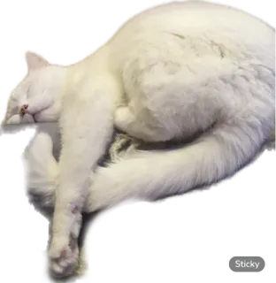😴 Sticky cat, sleeping, white, animal, pet, cute whatsapp sticker