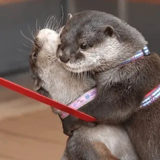 🥰 Loutre, Animaux, Mignon, Mammifères, Faune sauvage telegram sticker