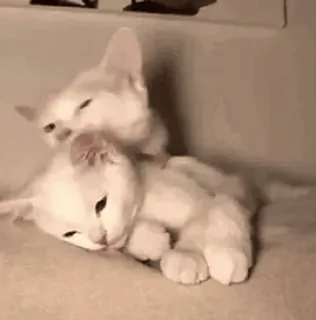 🫂 gatto, gattino, animali, carino, bianco, animali domestici telegram sticker