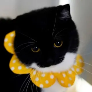 🥹 cat, black cat, yellow, flower, pet, animal whatsapp sticker