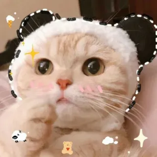 😧 cat, cute, animal, kitten, kawaii telegram sticker